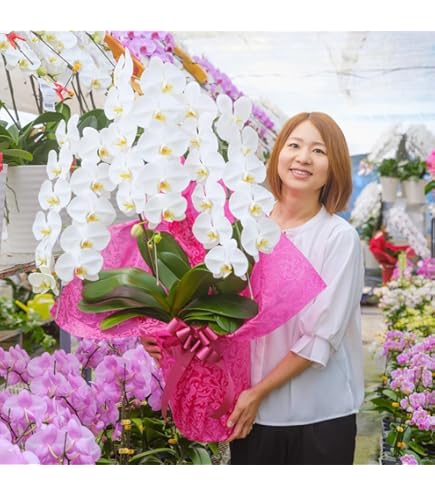 Clowesia タケノコ蘭 蘭 洋ラン Queen の落札相場・落札価格 (花) 「たけのこ」ラン - Yahoo!オークション 花付き no33 その他観葉植物